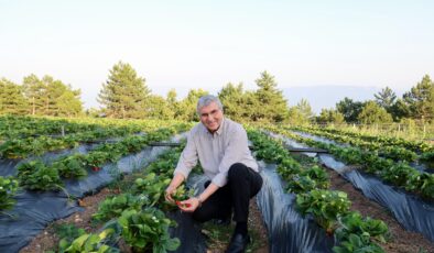 Sakarya Büyükşehir Belediyesi tarımsal üretimde ileri adımlar atıyor