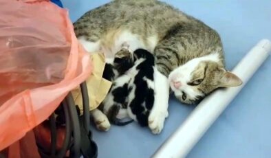Anne kedinin yavruları için yaptığı fedakarlık duygulandırdı