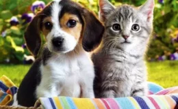 Kedi ve köpek tüyleri insanlarda hastalık yapar mı? İşte uzman görüşü